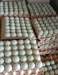 Telur Bebek